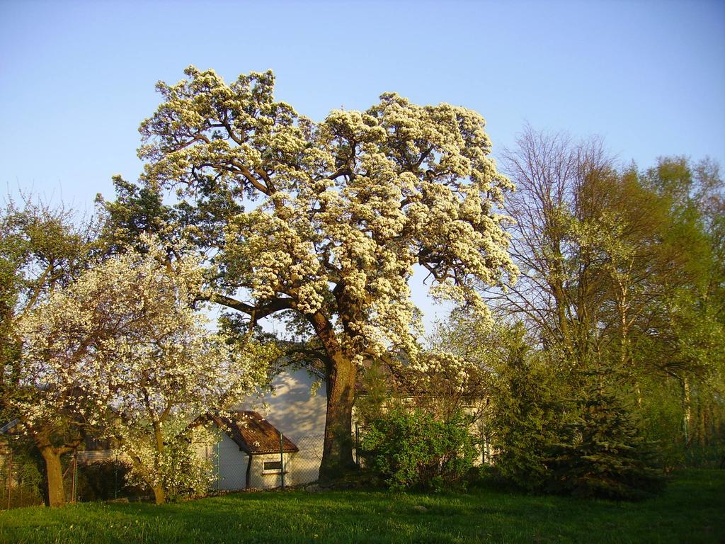 Zakatek Pod Grusza Villa Bedzino Екстериор снимка